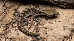 Diplodactylus calcicolus