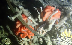 Sycozoa cerebriformis