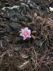 Lewisia rediviva