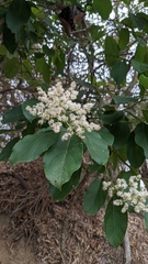 Ehretia dicksonii