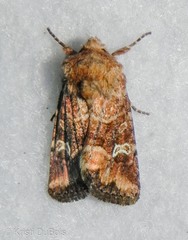 Lacinipolia stricta