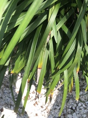 Colletotrichum liriopes