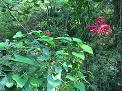 Erythrina herbacea
