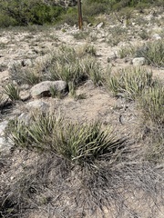 Agave schottii schottii