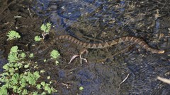 Nerodia sipedon pleuralis