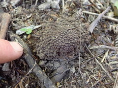 Dactylanthus taylorii