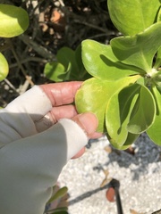 Cucumber mosaic virus
