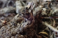 Dactylanthus taylorii