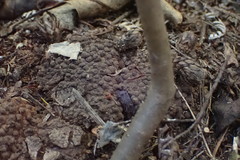 Dactylanthus taylorii