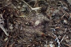 Dactylanthus taylorii