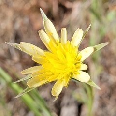 Uropappus