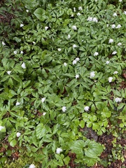 Anemonoides nemorosa
