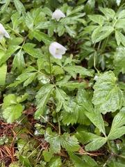 Anemonoides nemorosa