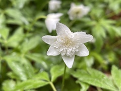 Anemonoides nemorosa