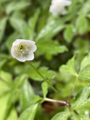 Anemonoides nemorosa