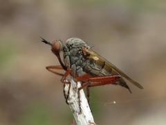 Empis spectabilis