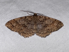 Melanolophia imitata