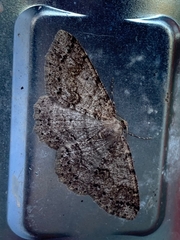 Melanolophia imitata