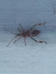 Leptoglossus clypealis