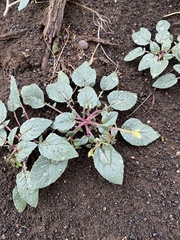 Chylismia scapoidea