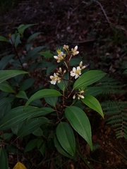 Miconia mexicana