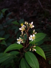 Miconia mexicana