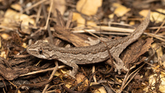 Strophurus intermedius