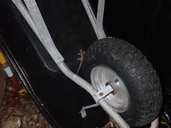 Dactylocnemis pacificus