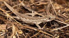 Strophurus intermedius