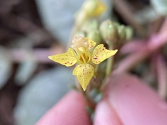 Chylismia scapoidea