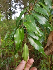 Litsea glaucescens