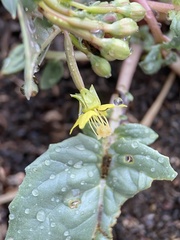 Chylismia scapoidea