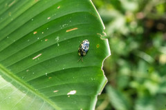 Aslamidium ecuadoricum