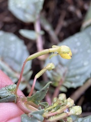 Chylismia scapoidea