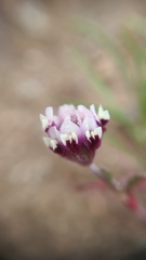 Trifolium dichotomum