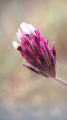 Trifolium dichotomum