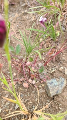 Trifolium dichotomum