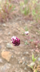 Trifolium dichotomum