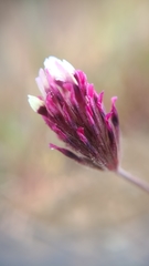 Trifolium dichotomum