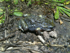 Pseudophryne semimarmorata