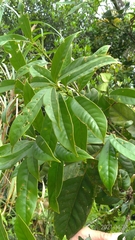 Lithocarpus brevicaudatus