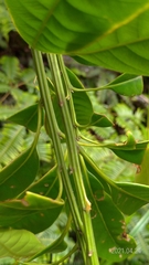 Lithocarpus brevicaudatus