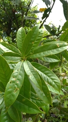 Lithocarpus brevicaudatus