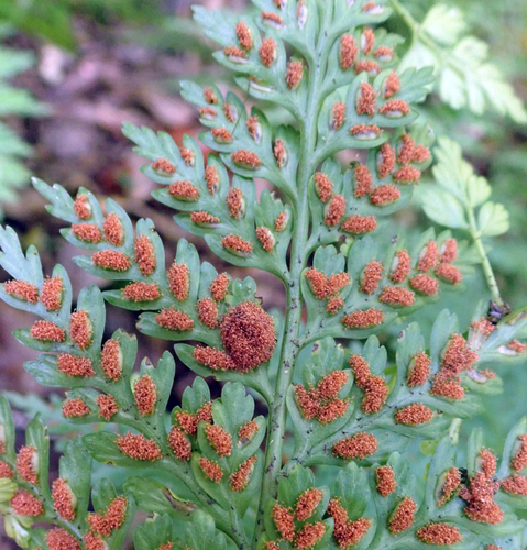 Mother Fern