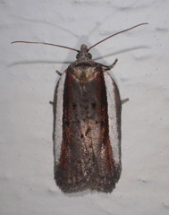 Acleris celiana