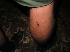 Thelyphassa lineata