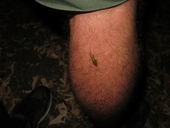 Thelyphassa lineata
