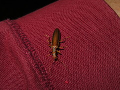 Thelyphassa lineata