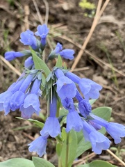 Mertensia longiflora
