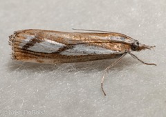 Catoptria latiradiellus